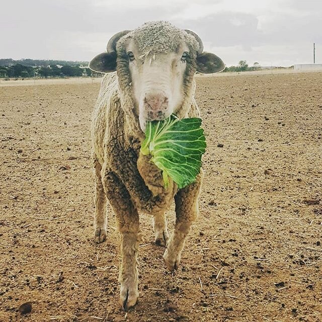 Charlie has settled well into his new home. A big, gentle boy we chose to put him with the lambs and the ewes rather than in the Bachelor pad and he's loving the attention. Sadly he still keeps his distance from us, but is learning to come close and 