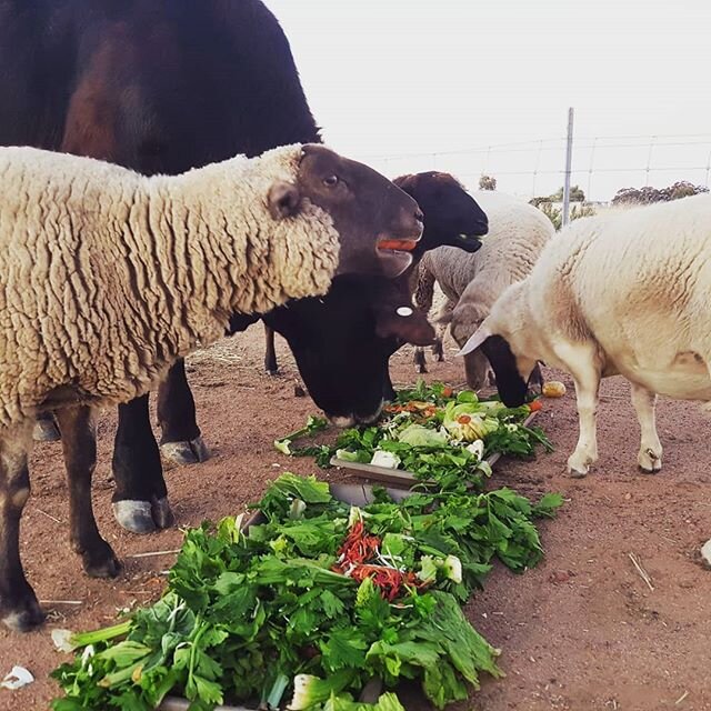 A very big thankyou to the @animalkindnesscentre and the IGA stores who have been donating literally car loads of fruit, vegetables and bread to the animals multiple times per week. As you can see the animals love the produce and appreciate the varie