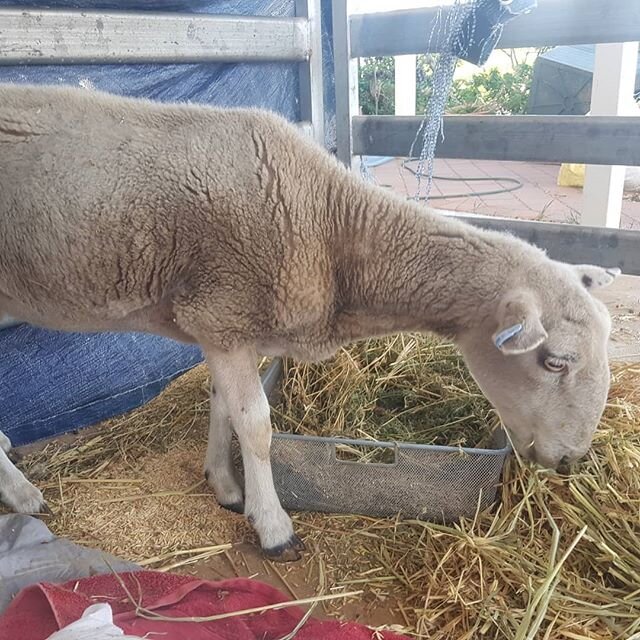 Good News! The sheep that we took to Murdoch Uni Farm Services after being found abandoned in a backyard in Bayswater with Pneumonia and a bad ulcer in her eye has been released to us by the owner farmer. She has now been brought home to continue her