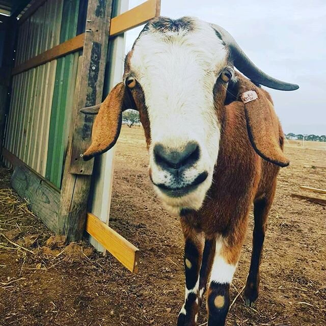 Socrates words of wisdom: &quot;To know, is to know that you know nothing. That is the meaning of true knowledge.&quot;⠀
⠀
PS. Socrates is fitting in well with his goat friends and is tolerating his temporary friends, the pigs. #goats #rescueanimals 
