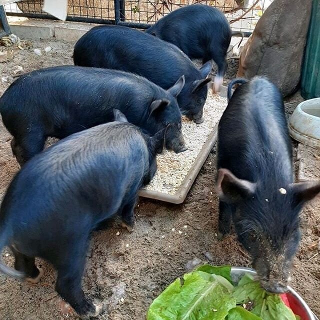 A big thank you to the amazing donations of rolled oats, weetbix and  soy milk right throughout the supermarket buying restrictions which made it difficult to get enough of our piglet's favourite foods. ⠀
⠀
Thankyou very much! 😁 😁 😁