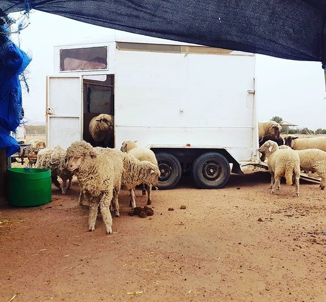 As the #storm front is about to hit this morning with 55kmph winds expected , the #sheep and #lambs are fighting for the best spot inside the horse trailer. Of course meanwhile their shelter is empty...
