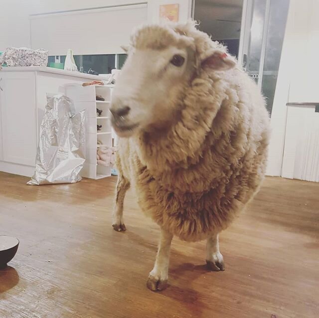 Donny the Ram has decided that the house is a pretty good place to be on cold mornings. Also the left over rice from the dogs is a bonus as well!! ⠀
⠀
#rams #sheep #animalrescue