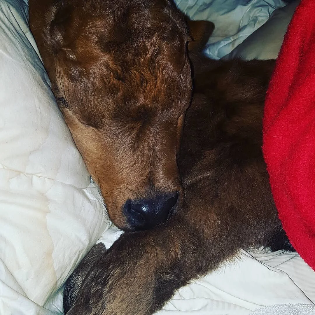 A late night dash to adopt a new-born calf lead to a visit to the vets. Sadly after being left in the field by a farmer a next door neighbour noticed strange behaviour from a cow. ⠀
⠀
For almost two days this little boy was stuck in the mud. He is ex