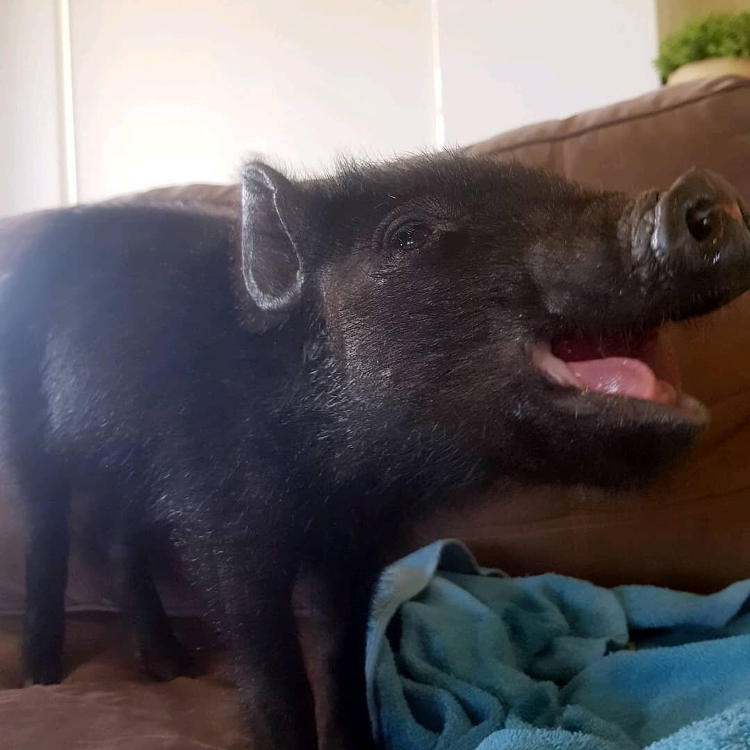 A big welcome to our newest resident Renee the piglet. Renee's family was hit by a car on saturday, before a good Samaritan rescued her and took her to a vet. ⠀
⠀
Rehabilitation got off to a slow start with Renee not eating or drinking for the first 