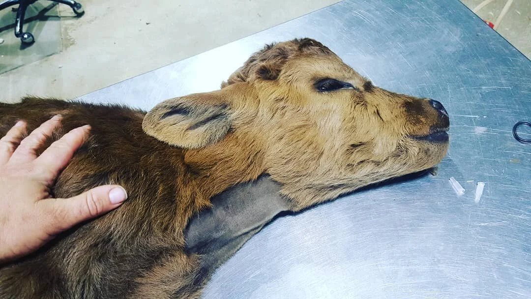 Unfortunately sad news. The little calf has taken a turn for the worse and is now having difficulty breathing.⠀
⠀
He has gone into ICU for the night to be on oxygen and more fluids.⠀
⠀
Sorry about the old photo. We will head into visit tomorrow and h