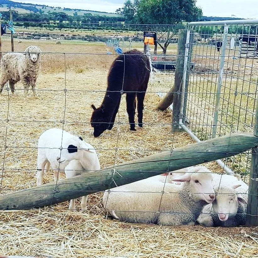 It's Graduation day for the baby lambs! They are out of their barn and now in the paddocks with the big sheep. ⠀
⠀
It hasn't gone too well with the lambs waiting by the gate to go back home, but after going back home tonight they will be heading back