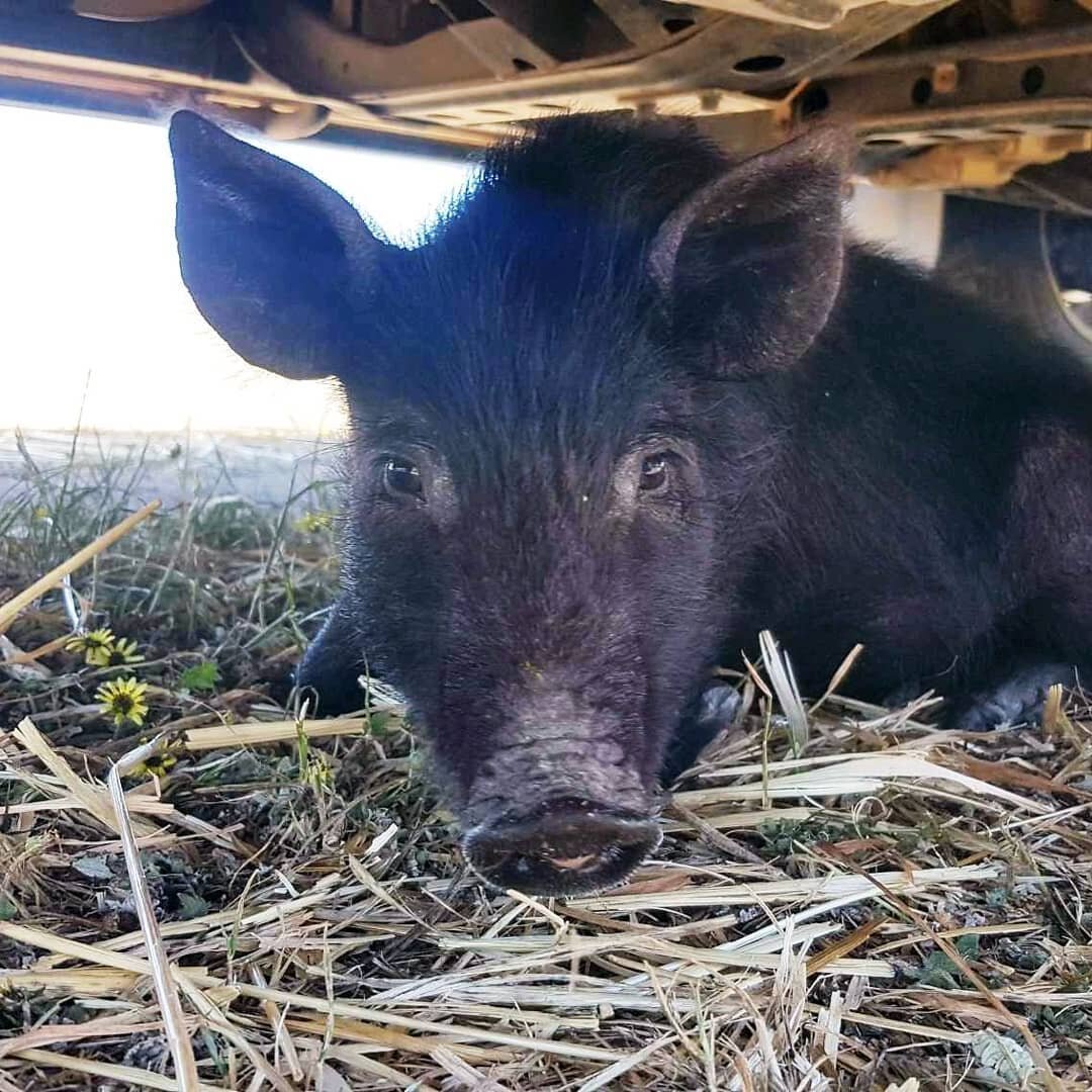 After a hard day digging in the garden, Renee has decided to take a much needed break under the shade of the car.. ⠀
⠀
#piglet #orphananimals #rehabilitacion #pig