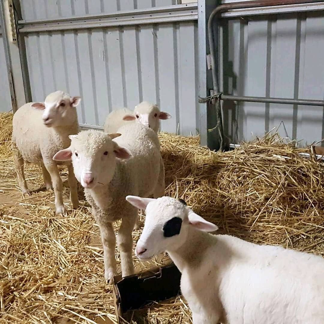 Today is graduation day for Mavis as she moves into the barn with the other lambs Ramsey, Raymond, and Robert. Our first attempt didn't go too well with Mavis crying for hours on end, so she thought it would be better if she came inside to sleep in t