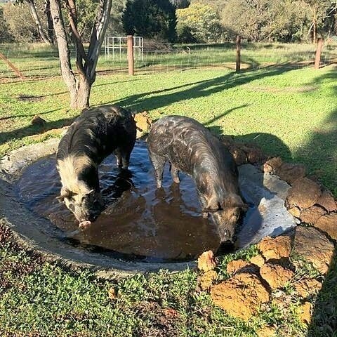 Bubbles and Squeek have settled in fantastically to their new home. We would like to thank everyone who helped make the adoption possible 😘😘😘⠀
⠀
#adoption #adoptdontshop #pigs #farmanimals