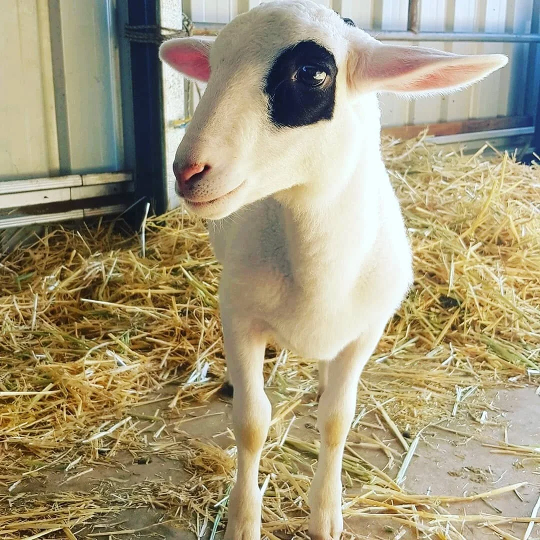 Welcoming Mavis, the two-month old orphaned lamb to the #ablas family.⠀
⠀
Mavis didn't take much of a liking to the other lambs yesterday, so she slept in our bedroom 😀😀😀