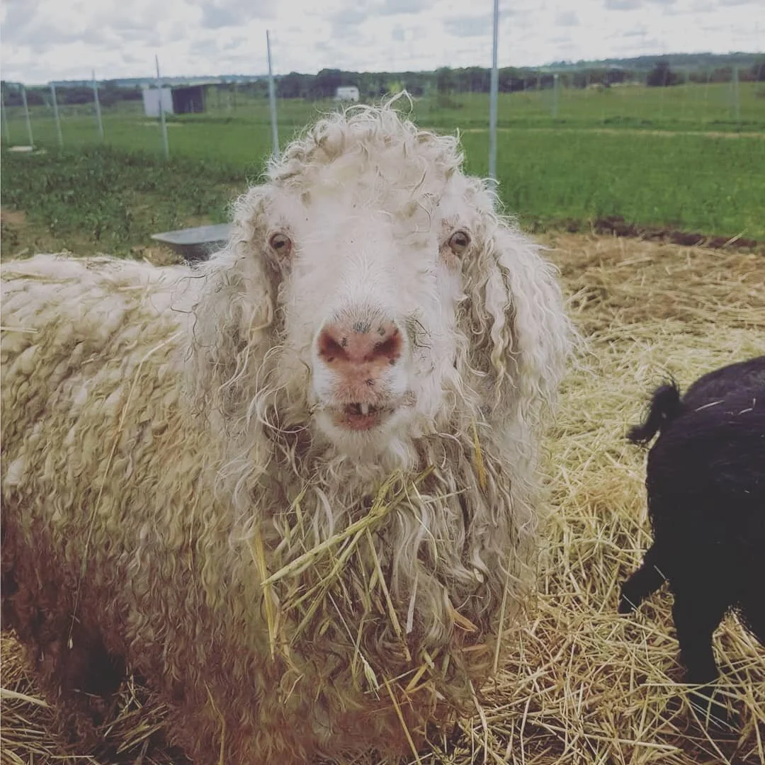 Lilly has finally had a haircut so now we can all see her pretty face again!!!⠀
⠀
While she has warmed to people, she still prefers to keep her distancing making haircuts difficult⠀
⠀
#goats #sanctuary #haircut