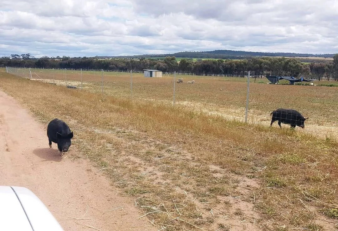 Oh looks like someone is taking it upon themselves to come and get their own meal today.⠀
⠀
It's definitely time to plan their new pig pen, with some definite improvements to "security". The goats agree!