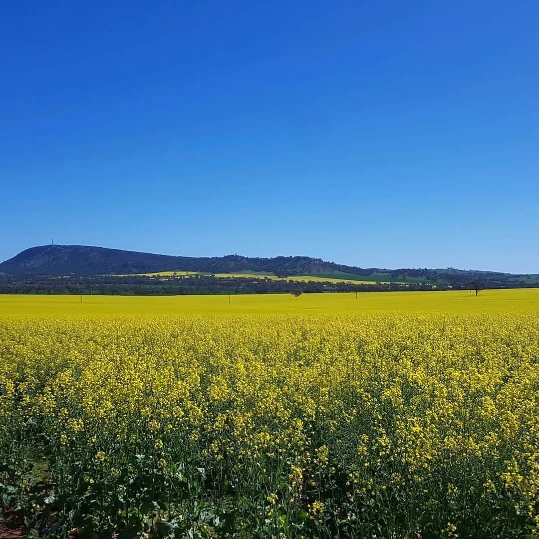 Spring is well truly here at A Better Life Animal Sanctuary. The canola fields and wildflowers are in full bloom and the animals are loving the warmer weather...⠀
⠀
⠀
#wildflowers #canola #spring #Flowers #perth #holidayinwa #york #wa #canola
#花季  #油