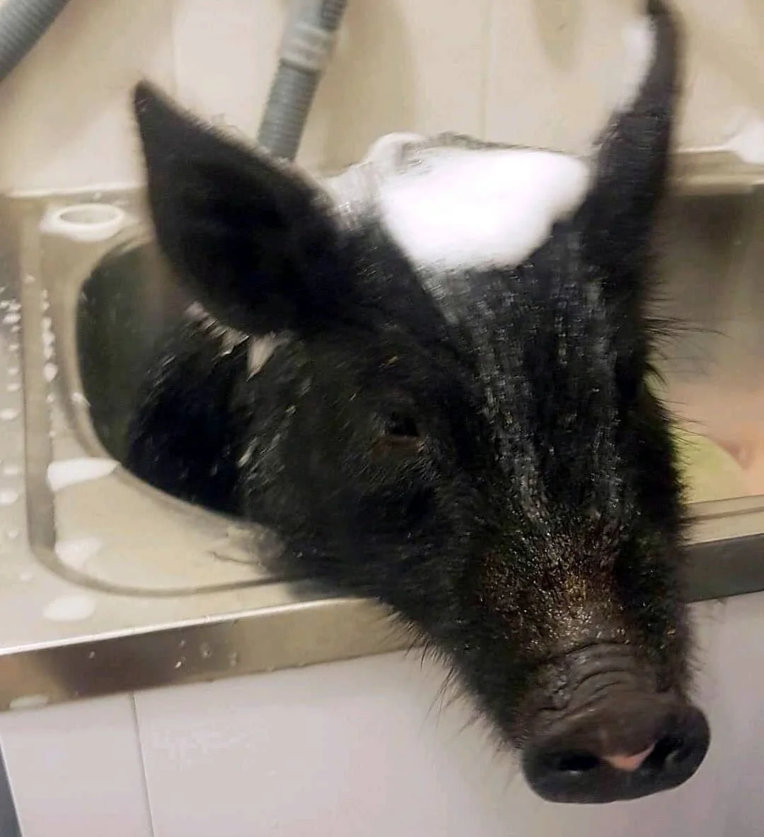 Renee the #piglet in the bath tub 😂 😂 😂
