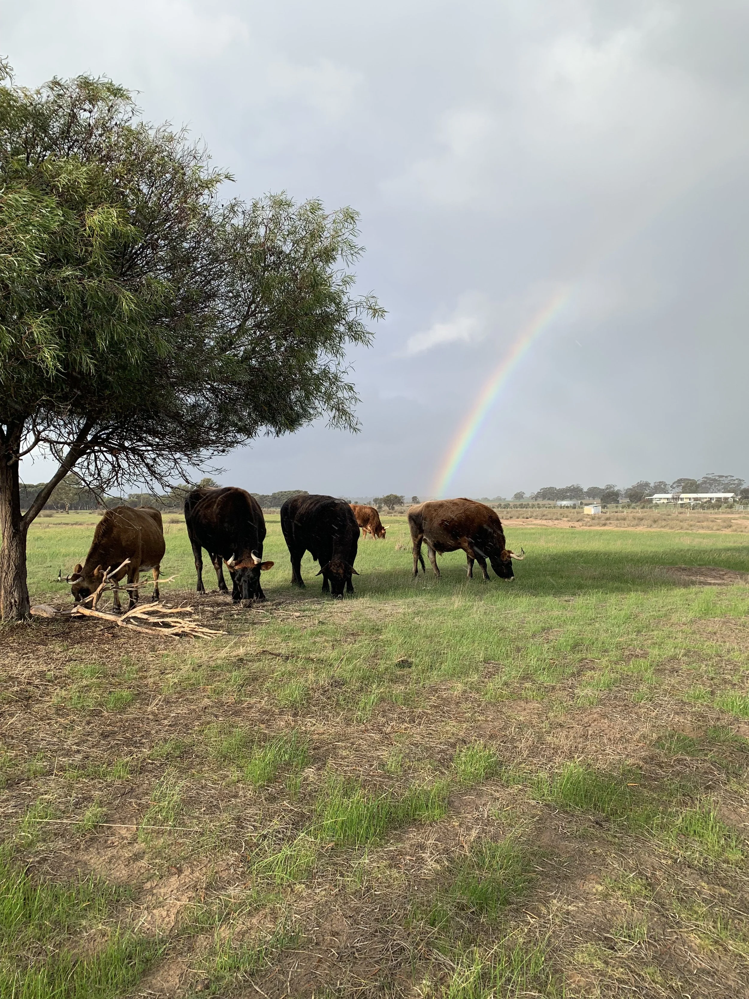 cows rainbow1.jpeg