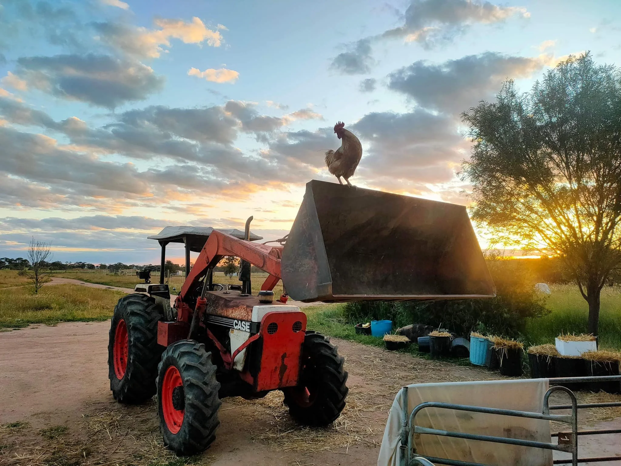 ablas tractor rooster oct 2022.jpg