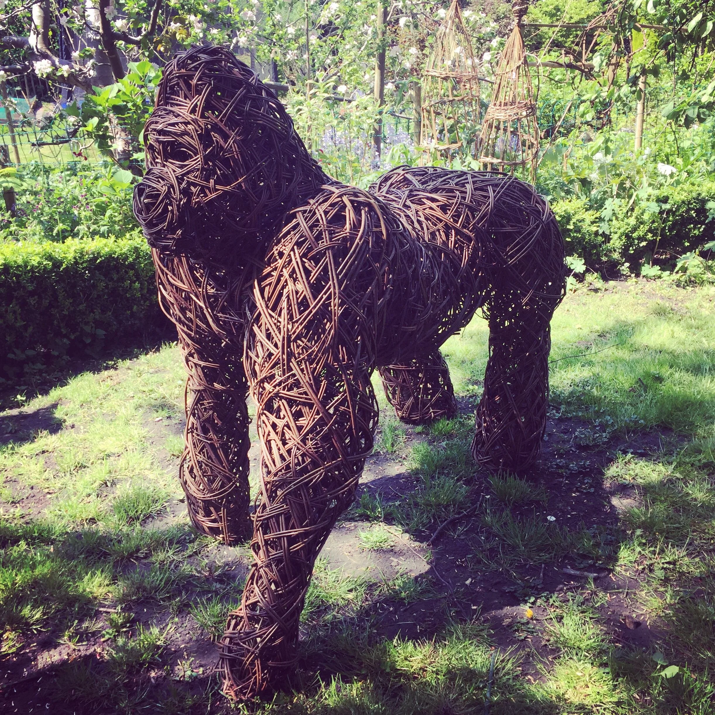 Gorilla, endangered species jungle