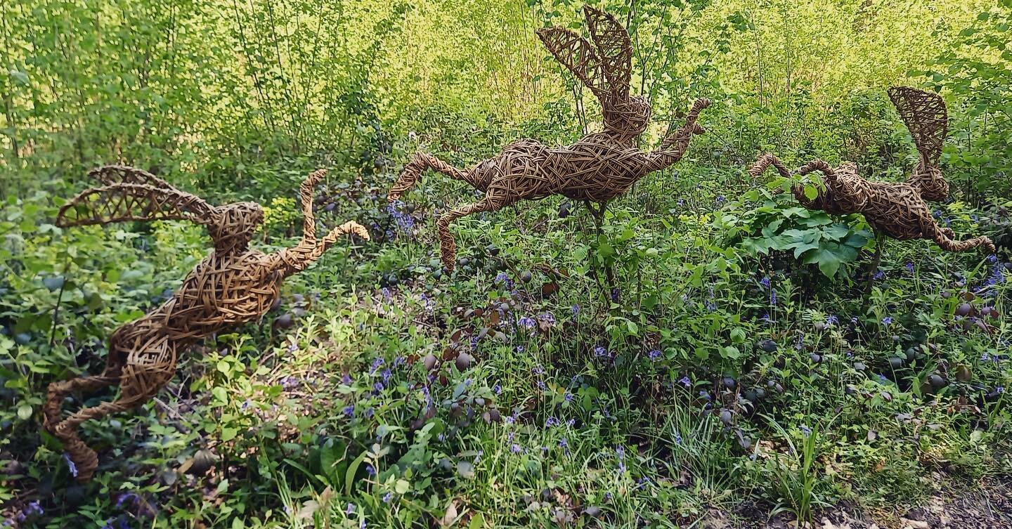 Are you leaping into the week like these hares? No me neither! 😆 
The hares can be found @wakehurst_kew as part of their woodland trail
#willowsculpture #willowweaving #willowhares #willowleapinghare #wakehurst #kew