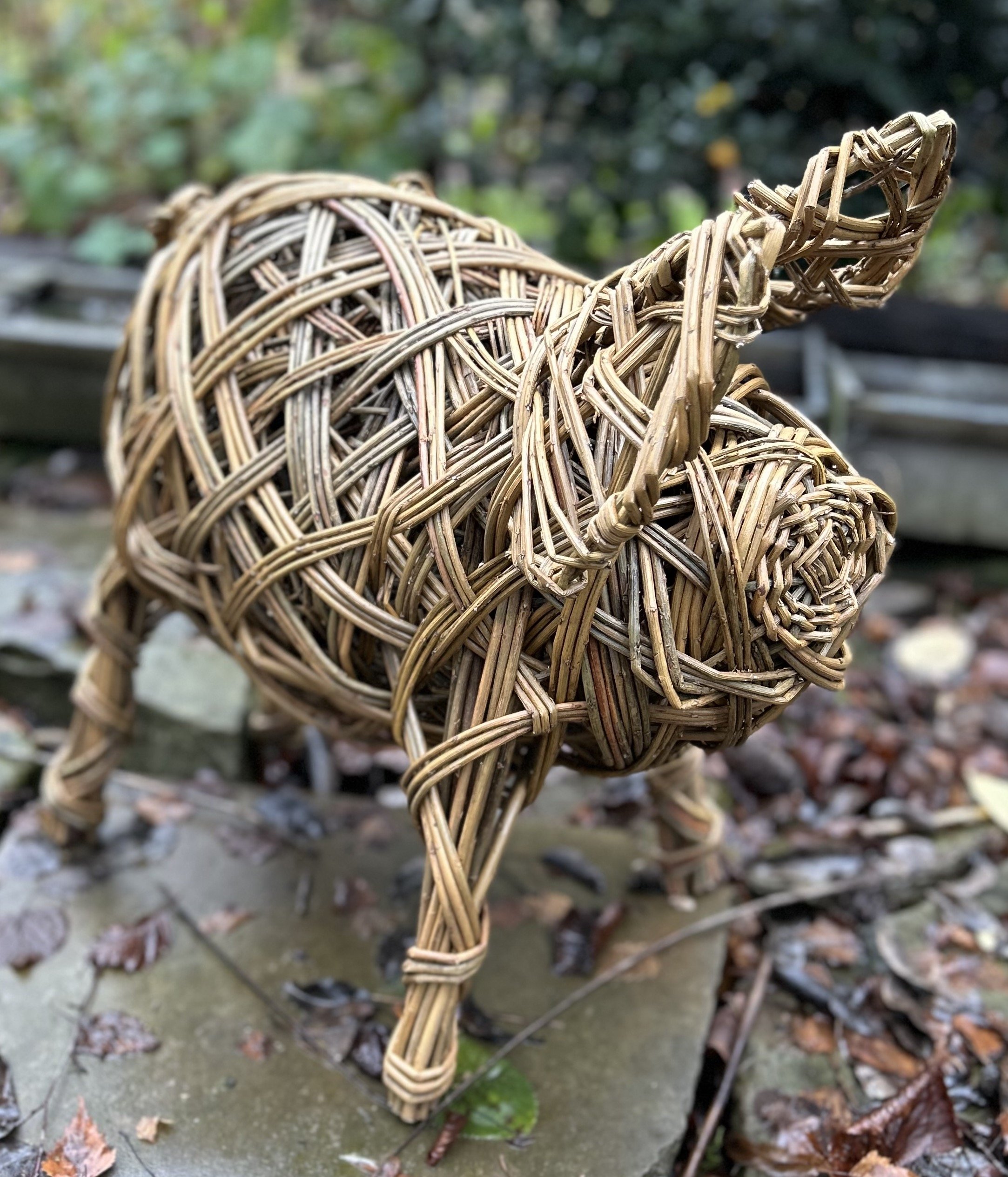 medium pig a.jpg