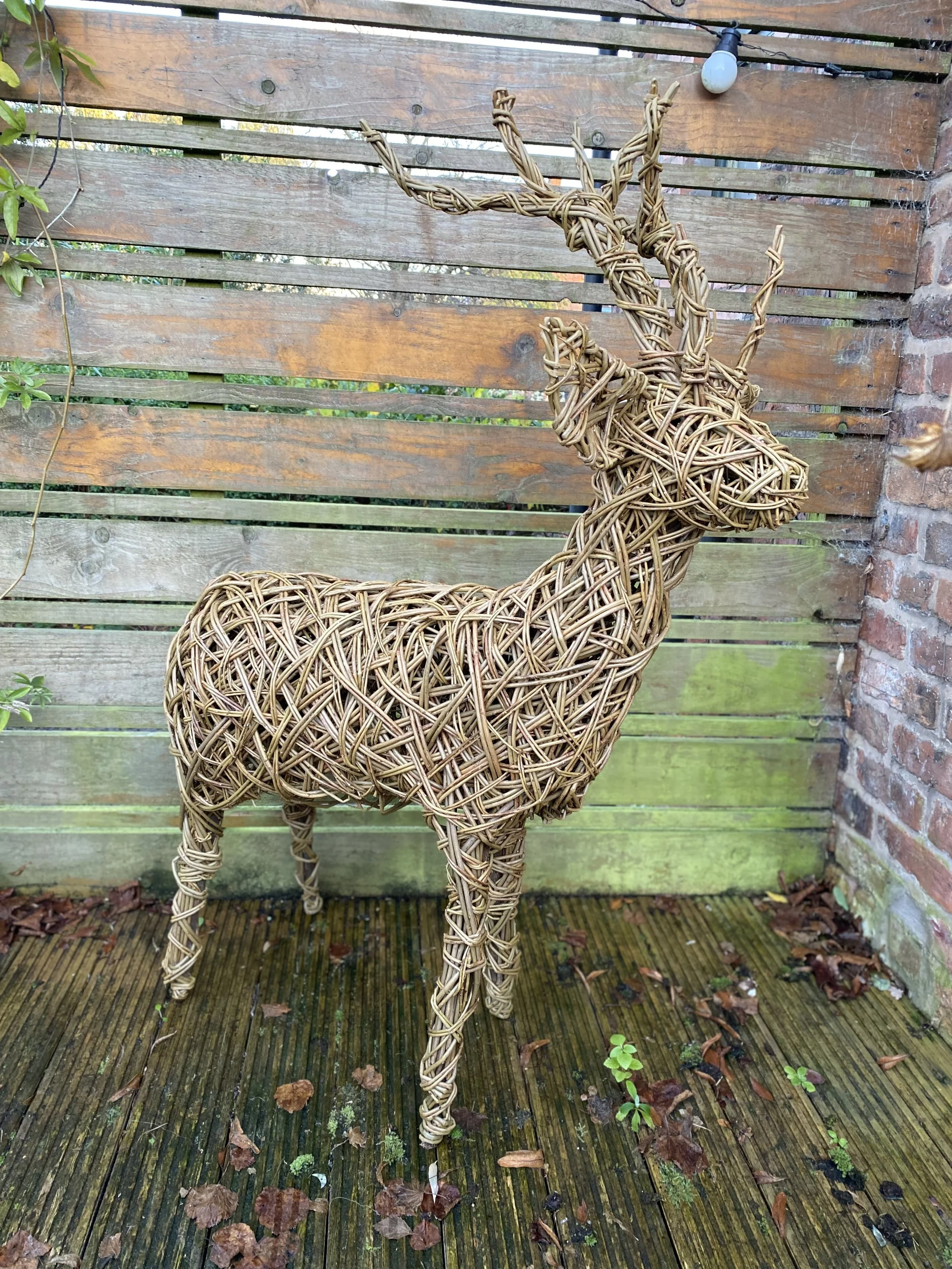 slightly larger stag 2.jpg
