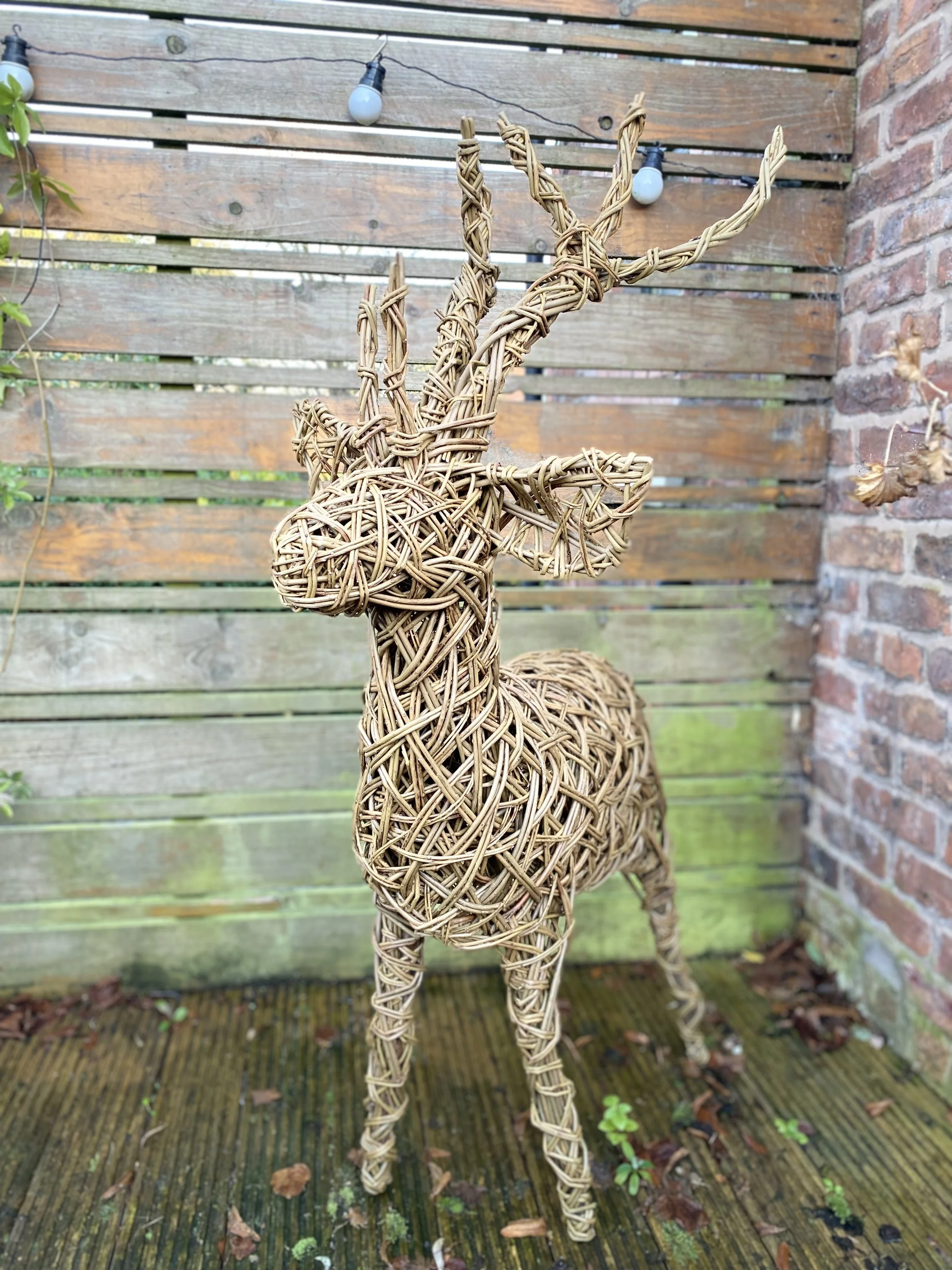 slightly larger stag 3.jpg