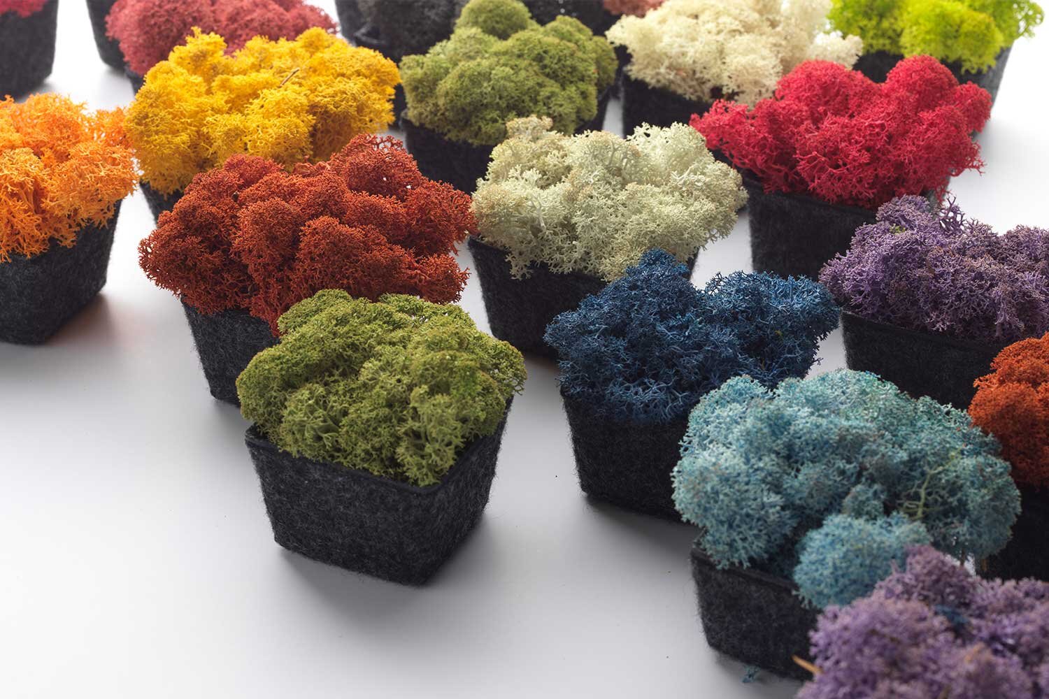Reindeer Moss Hand picked With Care For Nature Nordgr na reindeer-moss-hand-picked-with-care-for-nature-nordgr-na