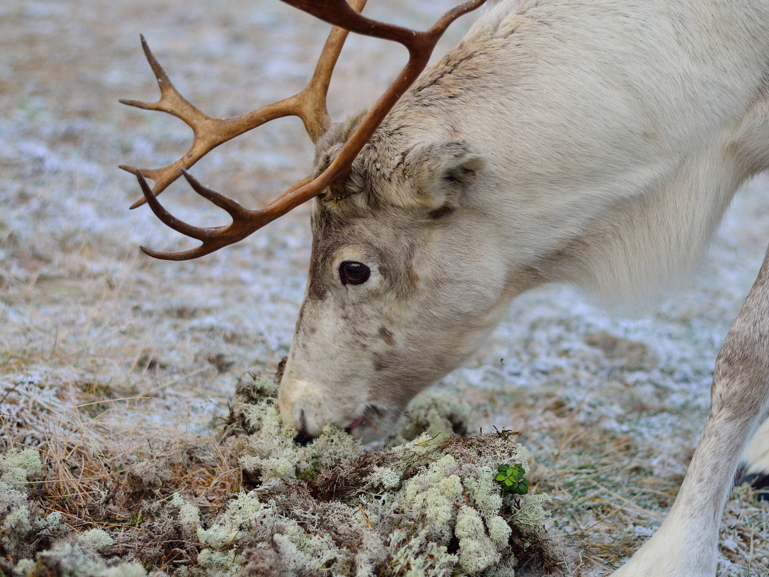 Caribou Moss Tundra caribou-moss-tundra
