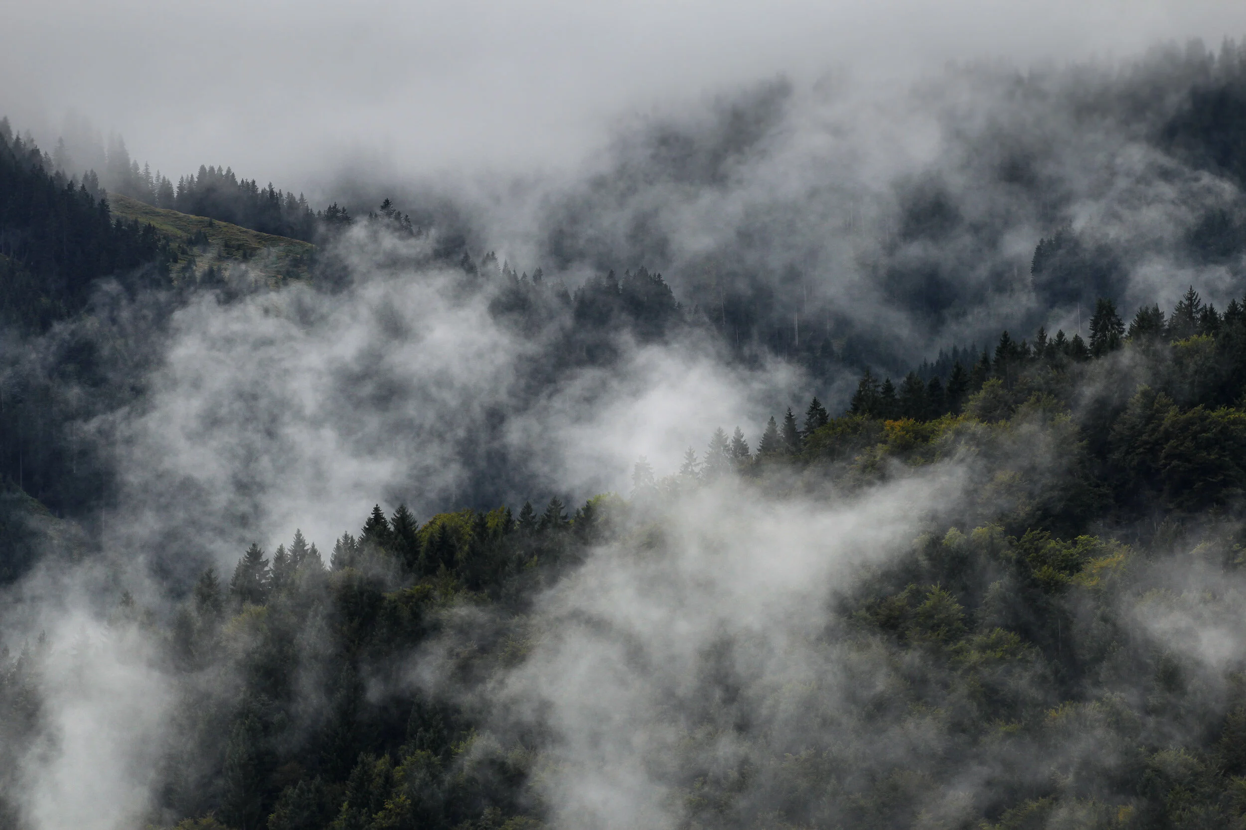 jankuenzel_photography_forest_7360.jpg