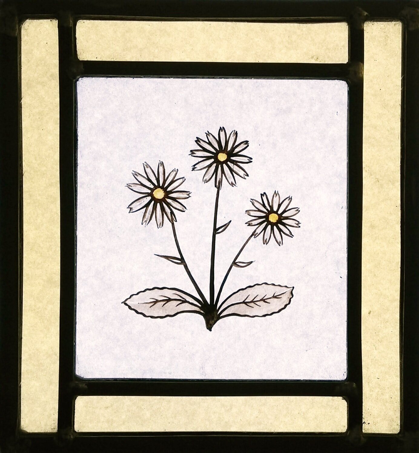 Daisy