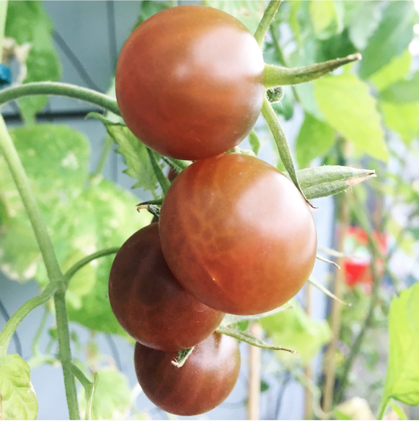 Your Summer Vegetables Indoors Nursery