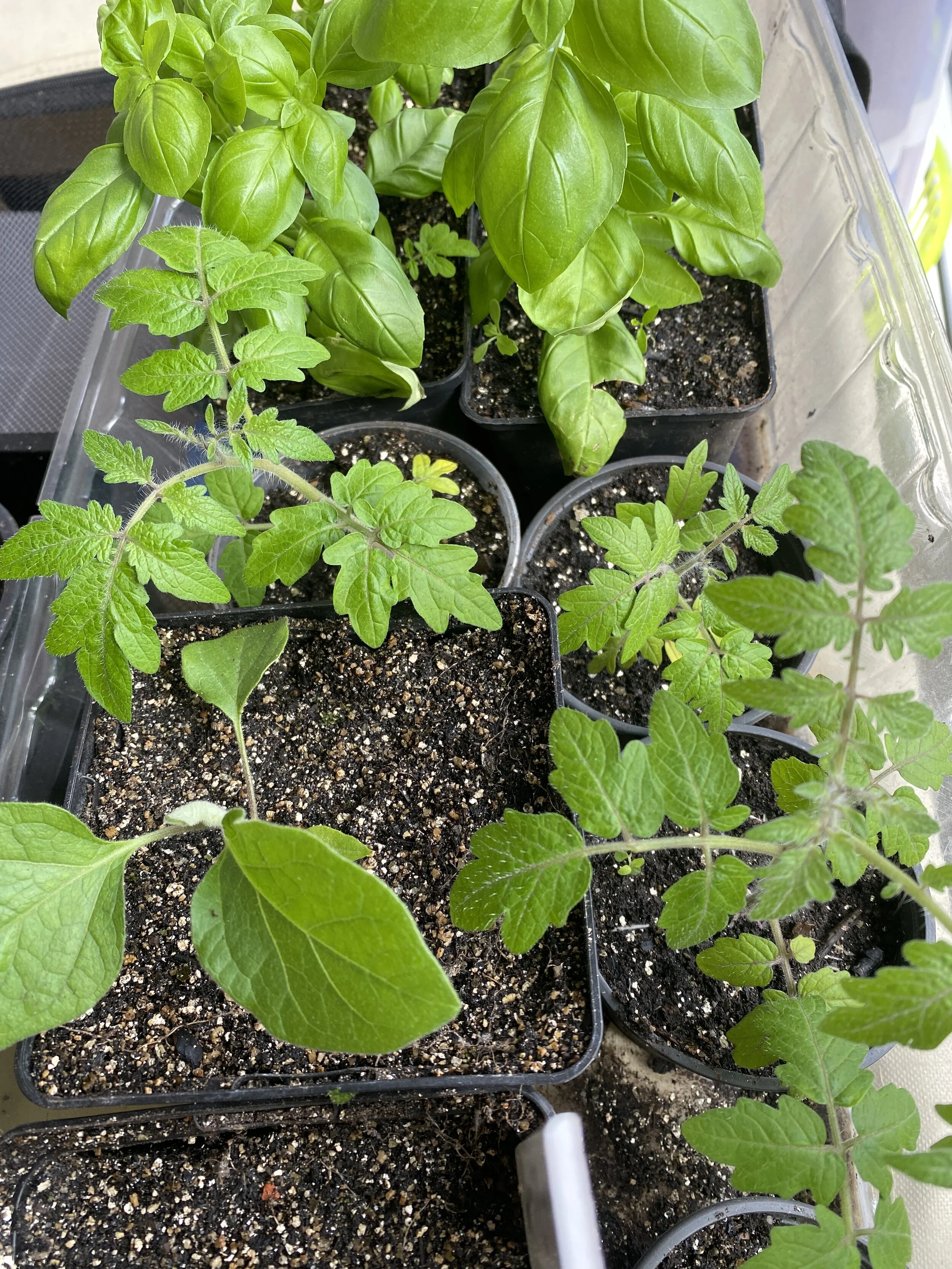 Train your Summer Veggie for the Outdoors