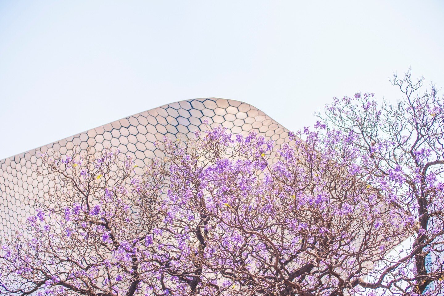 Come spring, Mexico City is awash in lavender. Writer Liam Greenwell tells us of the phenomenon and how it came to be, guiding us through the city via Jacaranda-lined streets. 

You&rsquo;ve never seen Mexico City like this before &mdash; just tap th