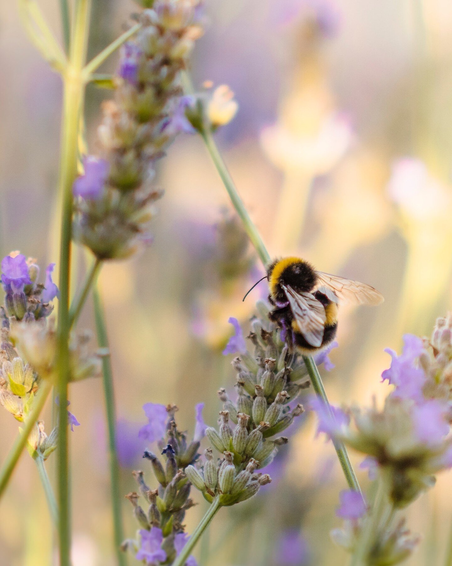 Bees are all the buzz these days. So we decided to take a look at the important work of the honeybee and how three different hotels around the world are helping these creatures and their communities. Plus &mdash; what they do with that golden nectar!