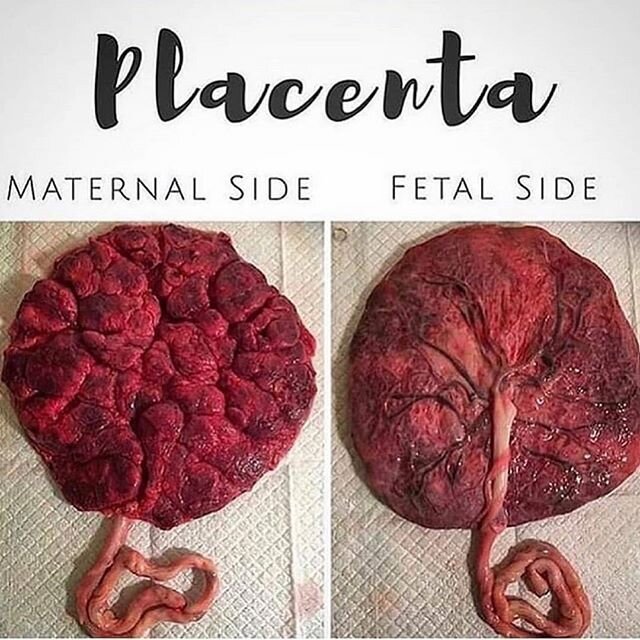 Isn't it incredible that we grow an entire organ as well as a human during pregnancy?

The placenta is an incredible organ which nourishes your baby perfectly throughout pregnancy. 🌳 It keeps the unborn baby's blood supply separate from the mothers 