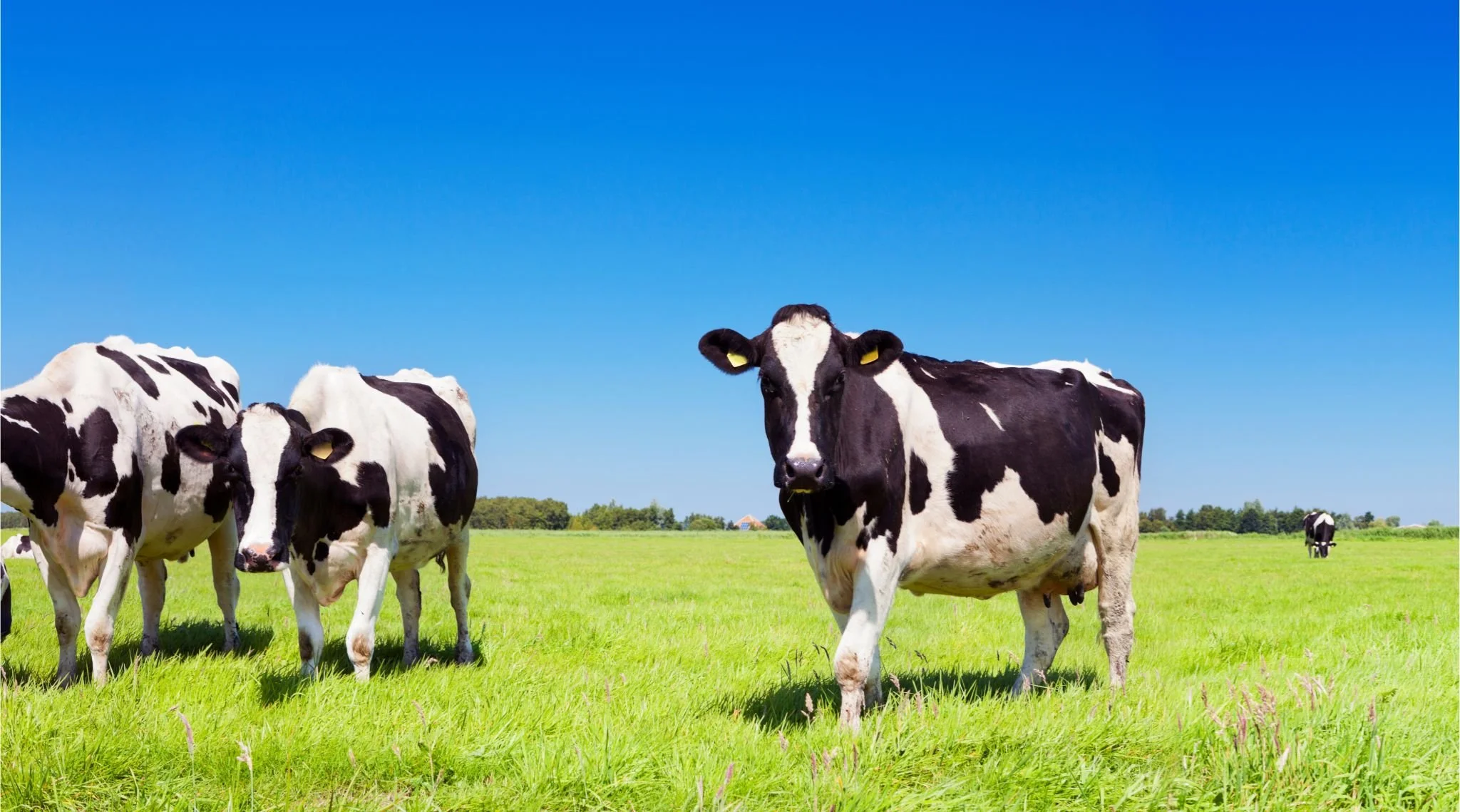 Grass Fed vs Grain Fed Beef: What’s the Difference and Why Does it Matter for Meat Quality?