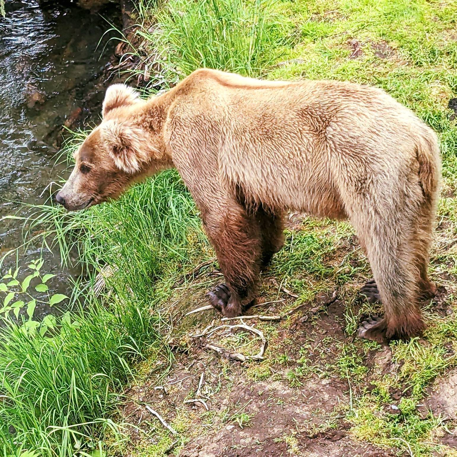 If you are visiting Alaska in July, be sure to grab your bear viewing seats now!  Only a few spots left for adventures to Brooks Falls!

Learn more about our tour at https://www.belugaair.com/brooks-falls-bear-watching

#brooksfalls #katmainationalpa