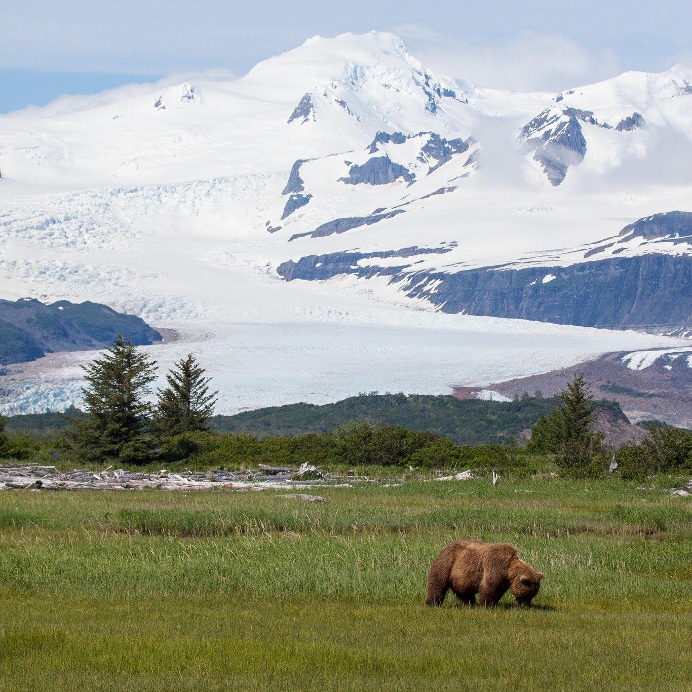 Don't hesitate&mdash;seize the opportunity to embark on a bear viewing trip this June!  Escape the July crowds and venture to the stunning coastline of Katmai National Park to witness the magnificent sight of bears emerging from hibernation. Experien