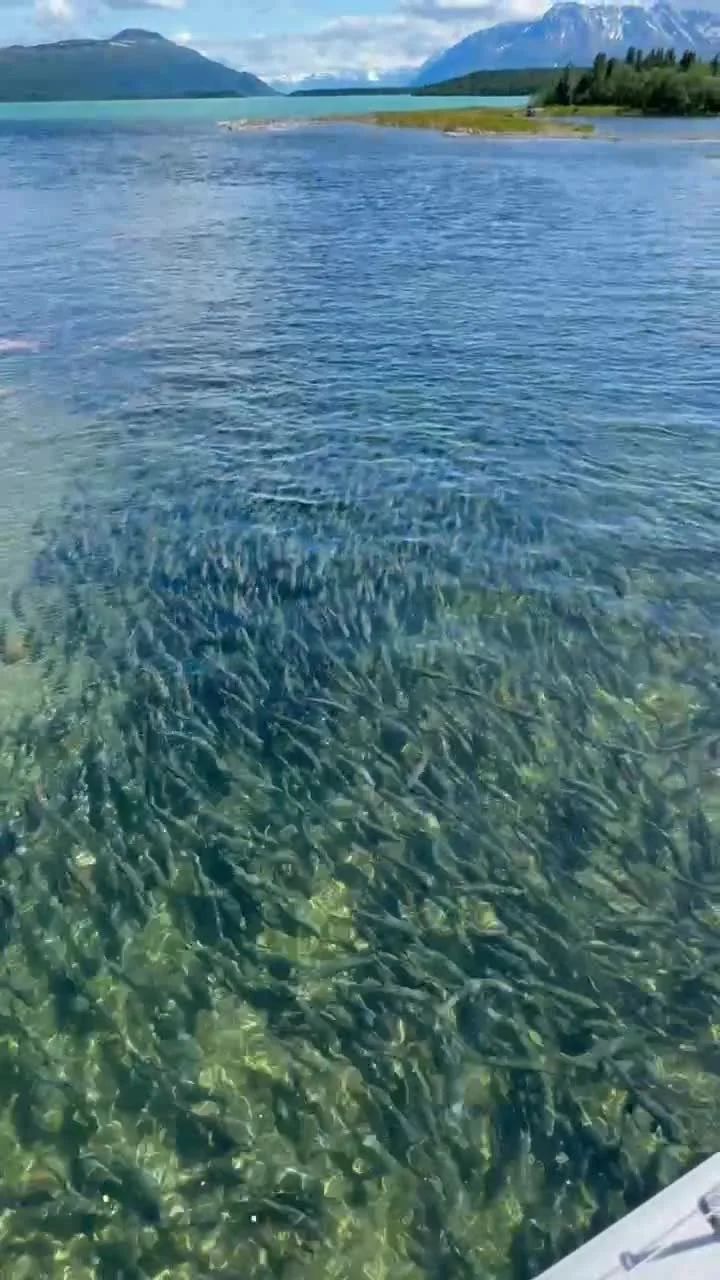 Alaska&rsquo;s wildest dinner party is in full swing! 🐟🐟

Picture this: sparkling rivers, towering mountains, and salmon on the move&mdash;and we&rsquo;ve got the best seat in the house. Watch as the locals 🐻🐻 (both bear and human!) gather for a 