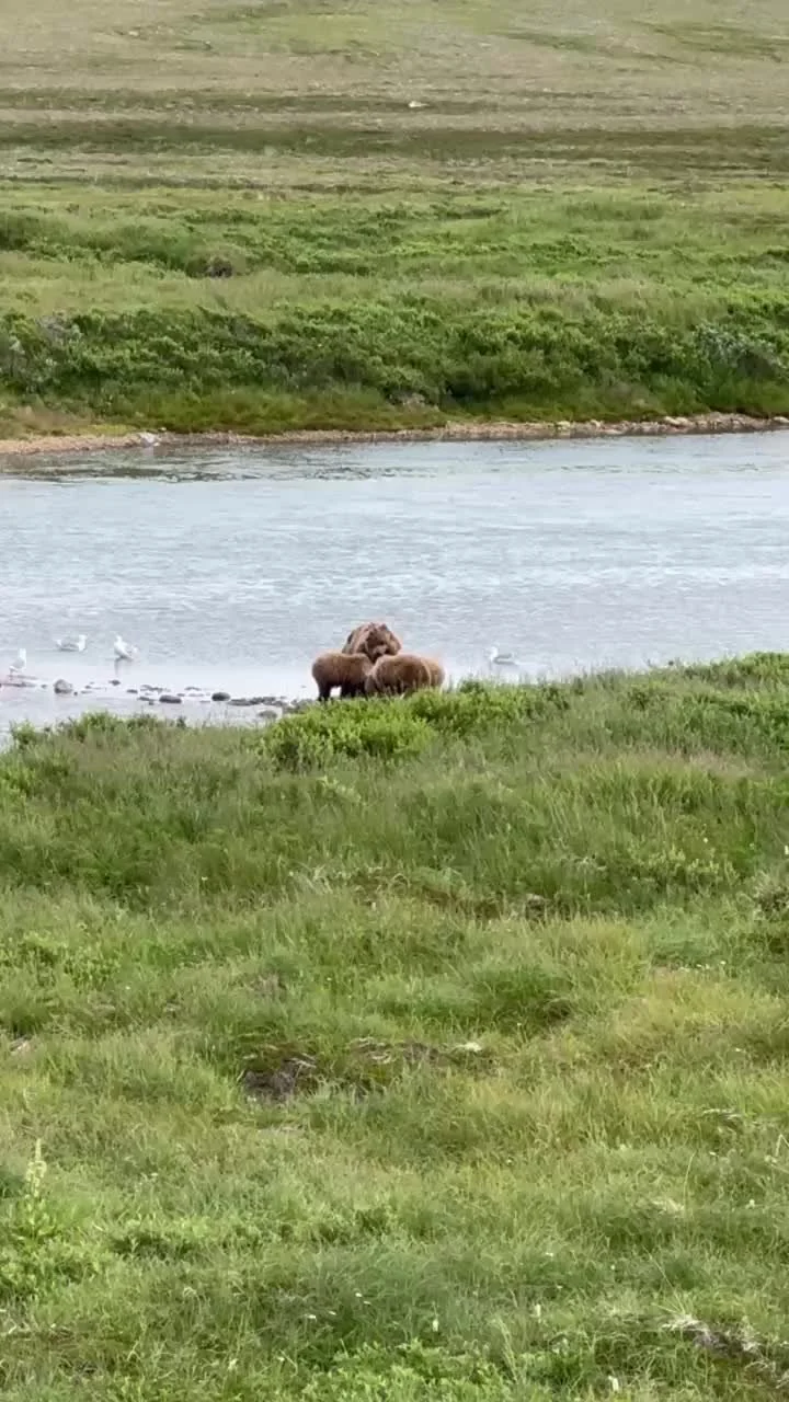 🐻✨ Just a mama bear and her cubs, doing what they do best &mdash; being unbearably cute.

From first swims to playful tumbles, these wild family moments in Alaska are something special. 💛

Fun fact: Brown bear cubs stay with their moms for up to 3 