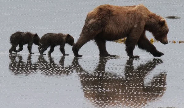 McNeil Bear Viewing Flight Charter Transportation