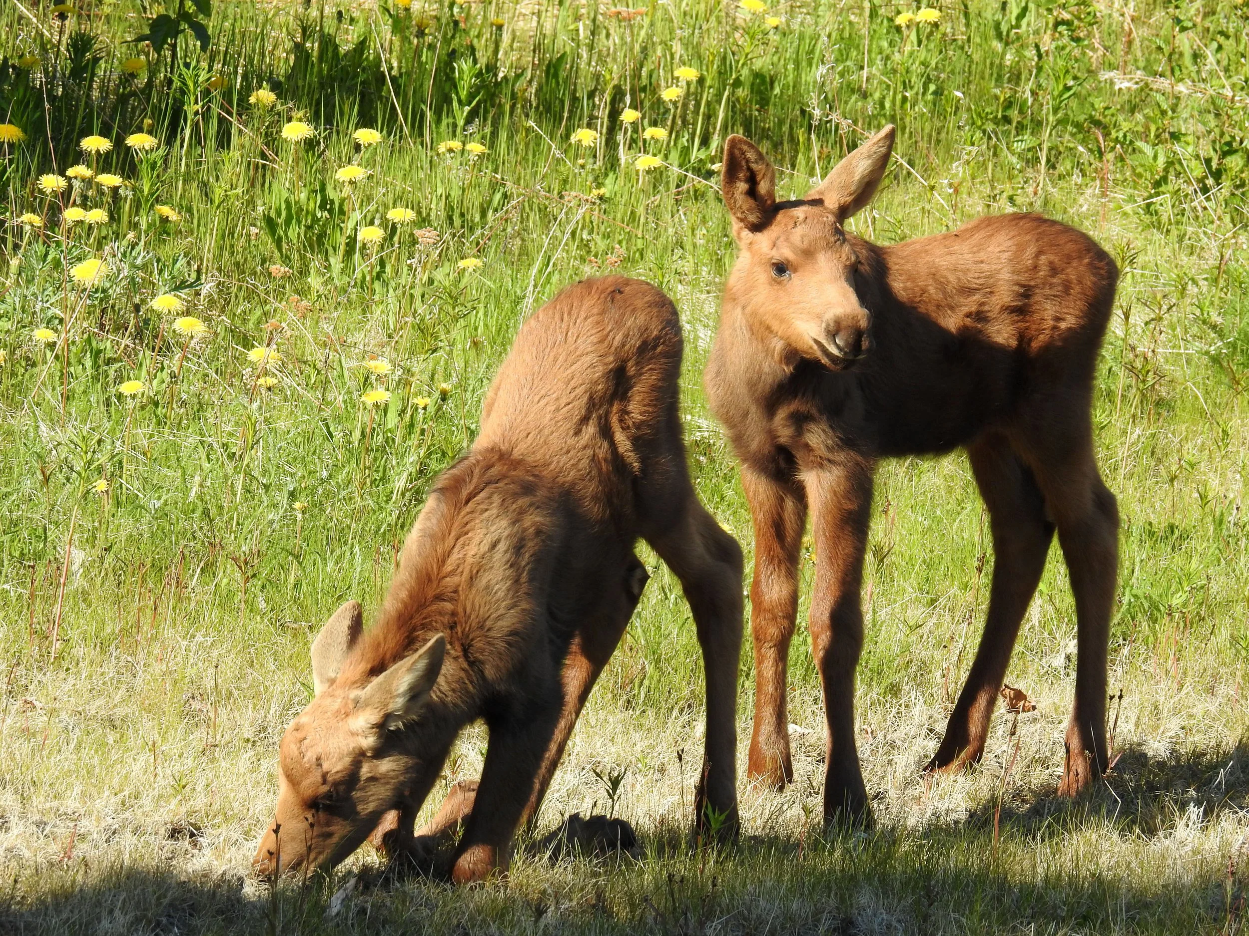 Two young moose calves standing on grass with yellow flowers in the background.