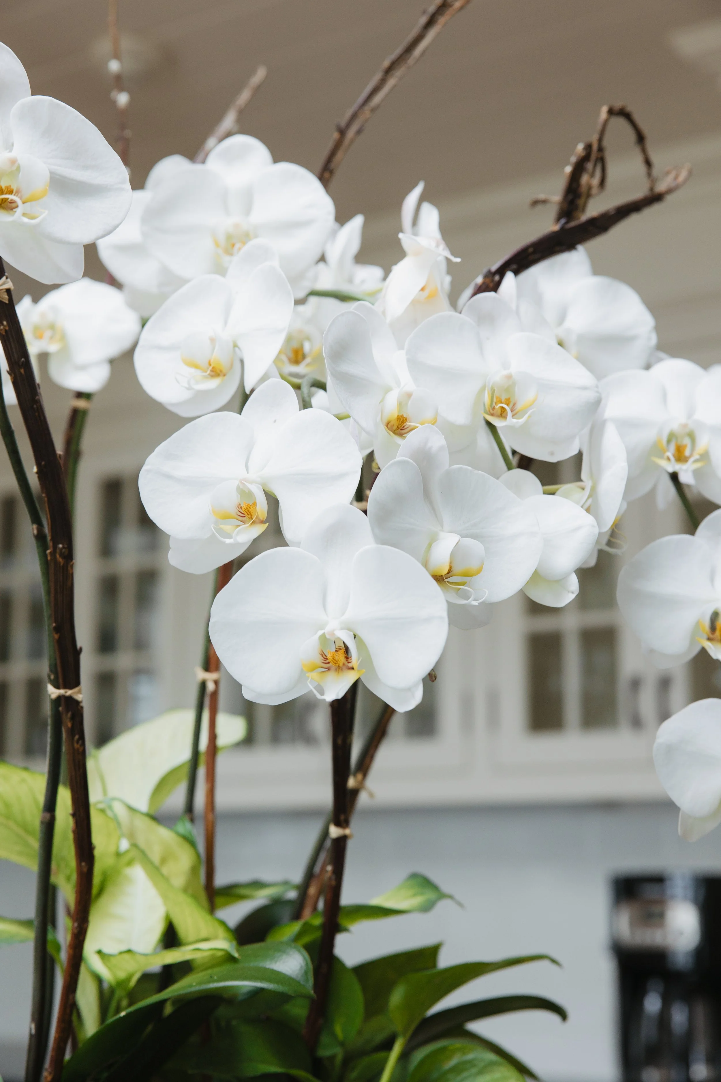 Donaroma -April 18, 2026-102- Larisa Stinga Photography.jpg