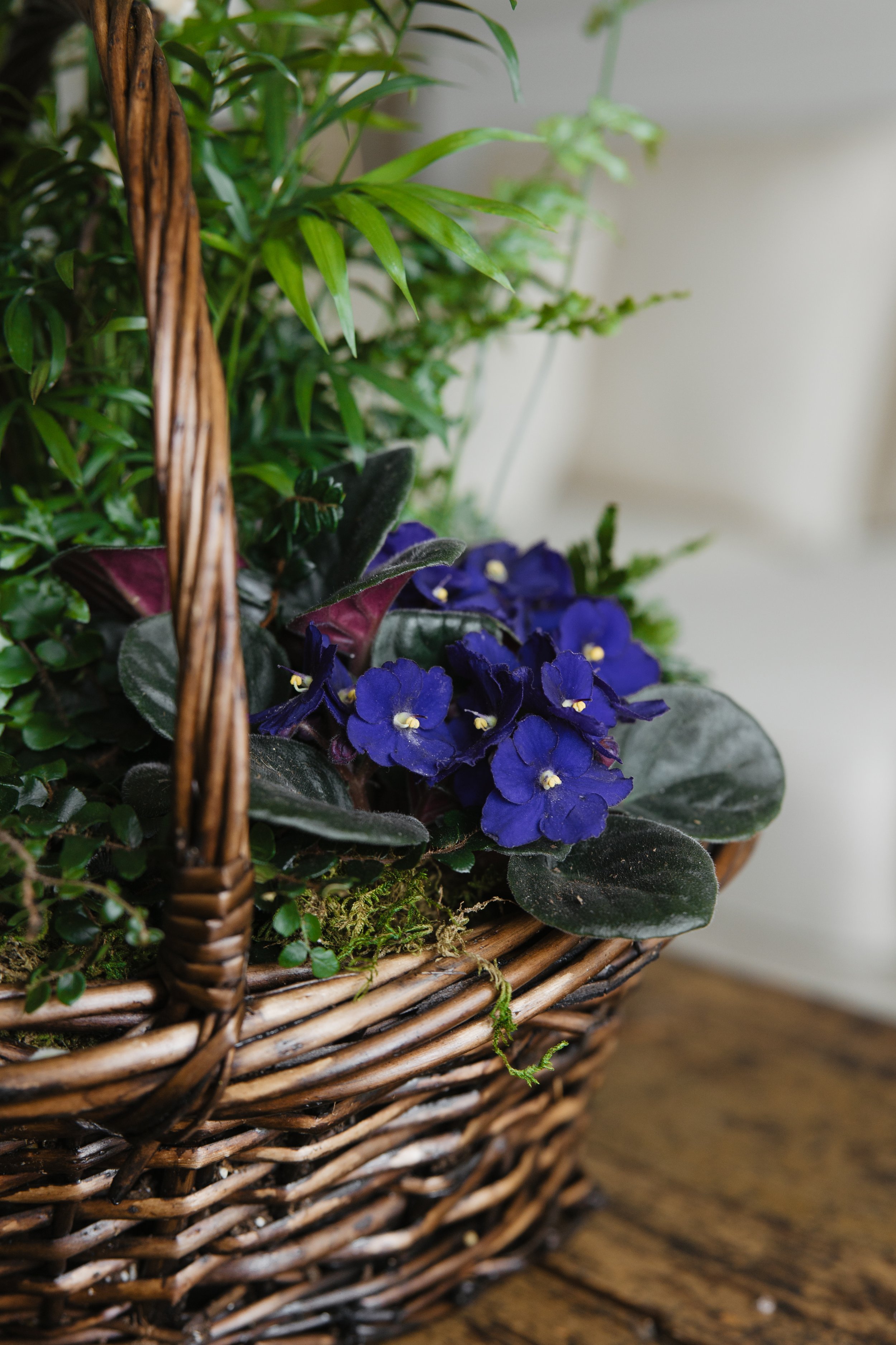 Donaroma -April 18, 2026-136- Larisa Stinga Photography.jpg