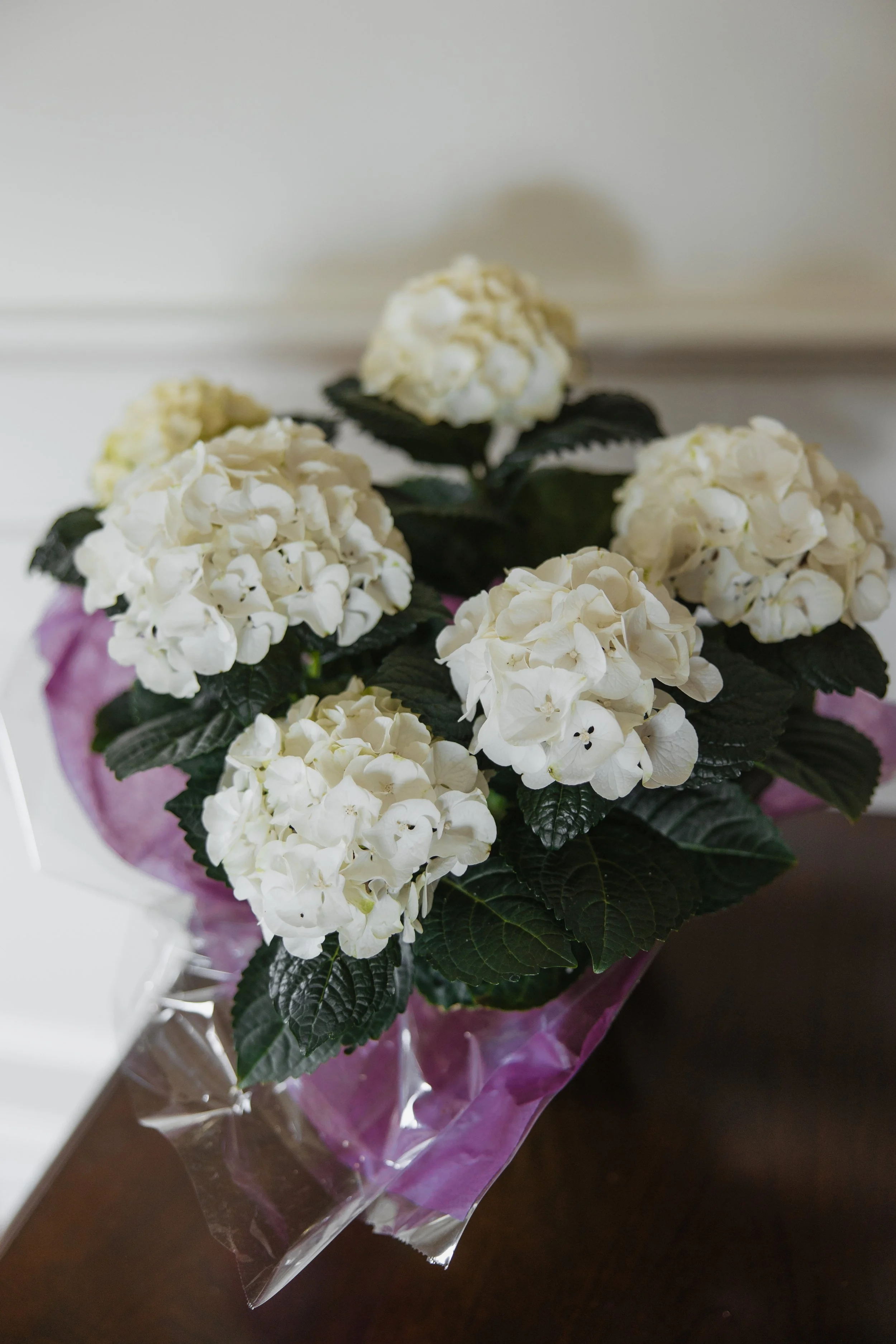 Donaroma -April 18, 2026-149- Larisa Stinga Photography.jpg