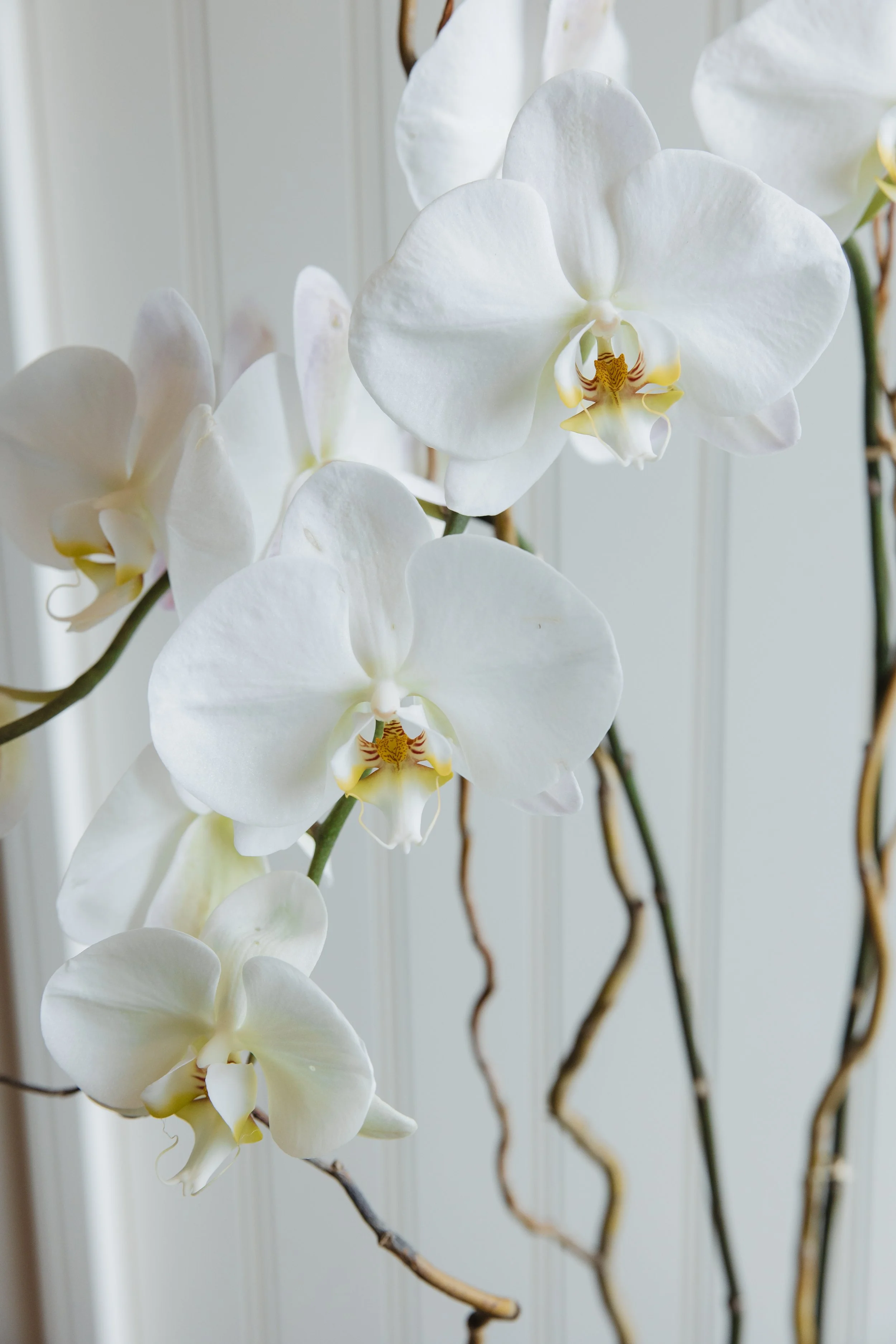 Donaroma -April 18, 2026-113- Larisa Stinga Photography.jpg