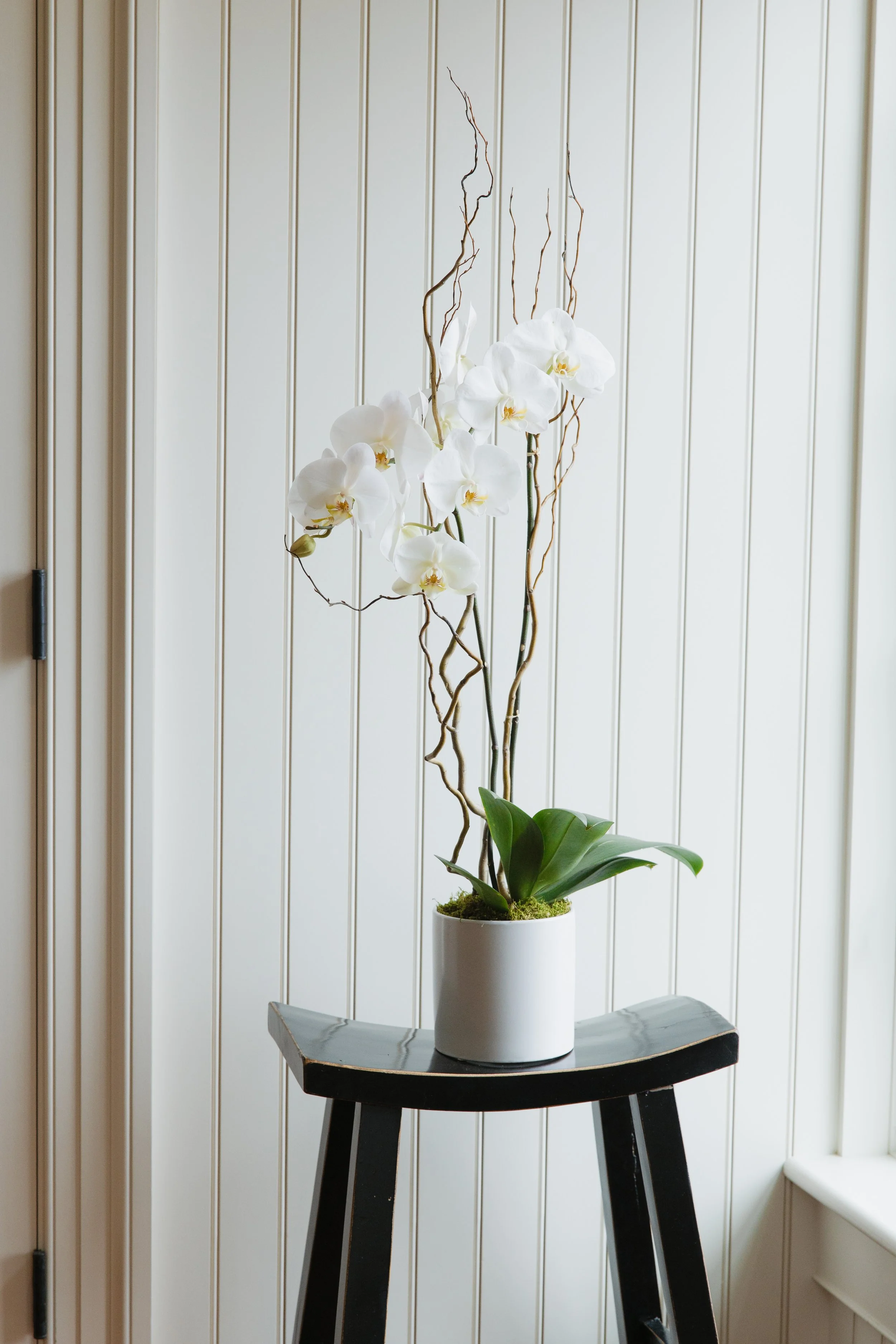 Donaroma -April 18, 2026-114- Larisa Stinga Photography.jpg