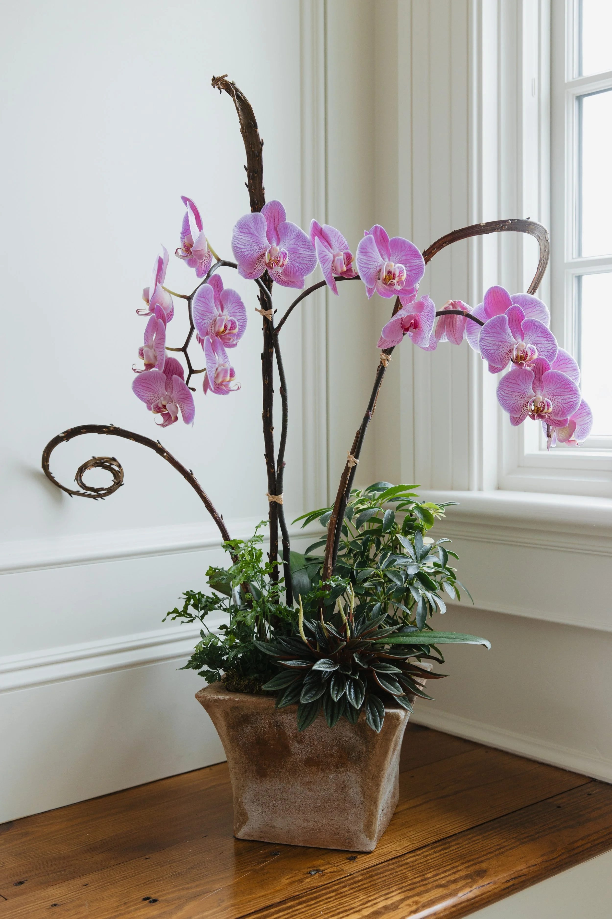 Donaroma -April 18, 2026-097- Larisa Stinga Photography.jpg