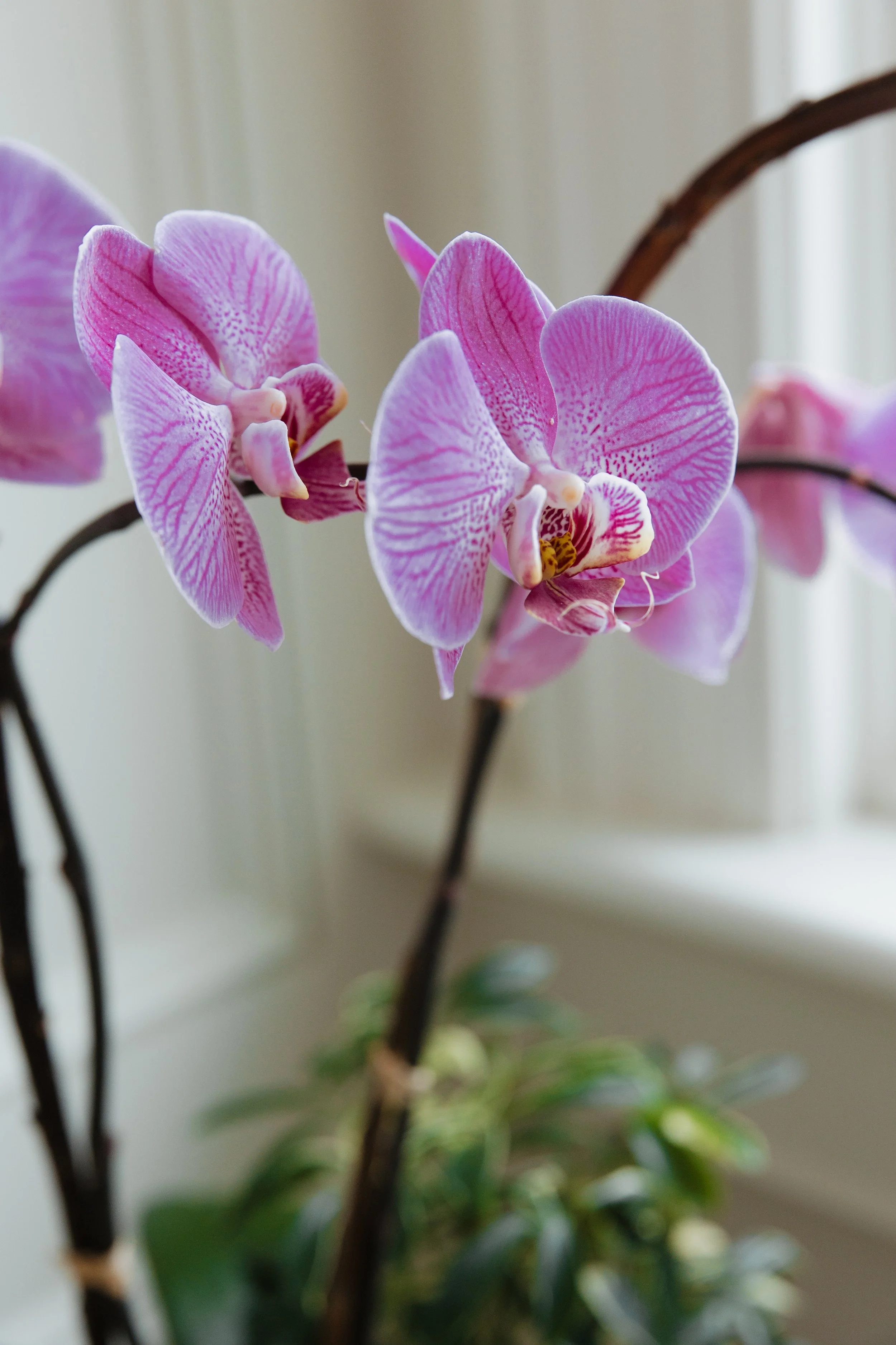 Donaroma -April 18, 2026-094- Larisa Stinga Photography.jpg