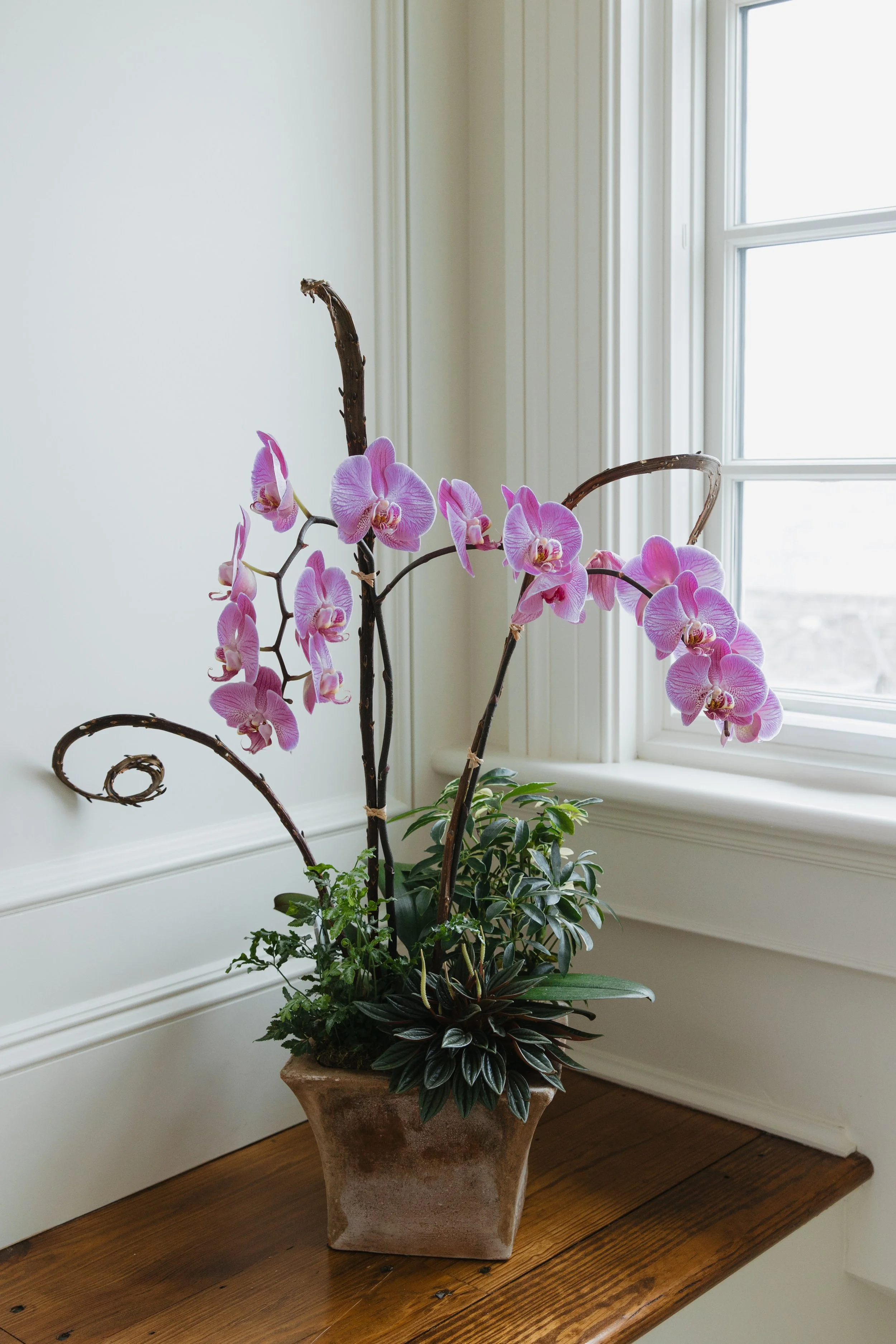 Donaroma -April 18, 2026-090- Larisa Stinga Photography.jpg